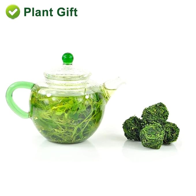 PlantGift Gynostemma Tea/Jiaogulan Tea 100G/3.52oz 绞股蓝茶 Jiaogulan Loose Leaf Tea, Premium Gynostemma Pentaphyllum Herbs, 100% Natural
