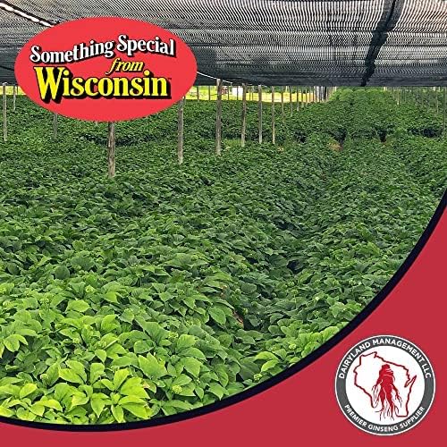 Dairyland Fresh American Ginseng Roots, 4 oz Fresh Wisconsin Ginseng, Direct from The Farmer to The Consumer, Premium Quality Ginseng