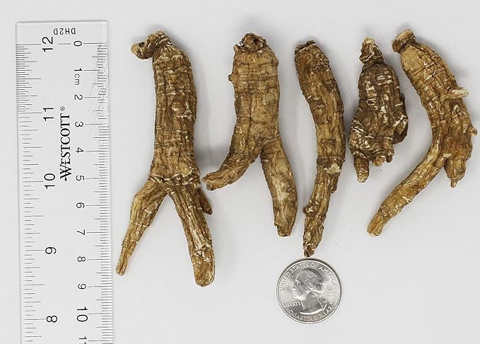 DOL Hand-Selected American Wisconsin Farmed Ginseng Root Medium&Large 美国威斯康辛州 长枝西洋参 花旗参 | Cultivated Wisconsin American Ginseng (Medium 8oz/Box)