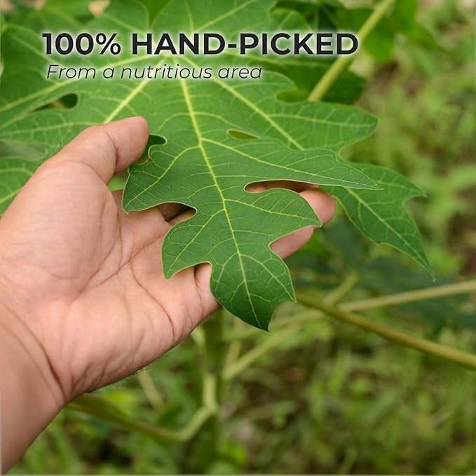 VUONGMART Dried Carica Papaya Leaf Tea, Stevia, 100% Hand Pick, Organic Herbal Tea, 30 Count, Gluten Free, Dairy Free, Sugar Free, Energy Boost & Health Support