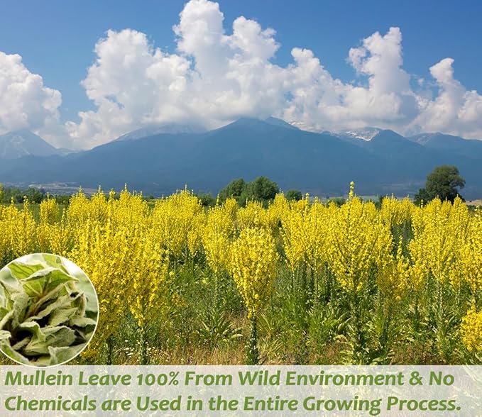Premium 50 Mullein Leaf Tea Bags. Made with 100% Pure Mullein Leaves, for Lungs Cleanse and Respiratory Support, No Flavoring & No Additives & Caffeine Free.