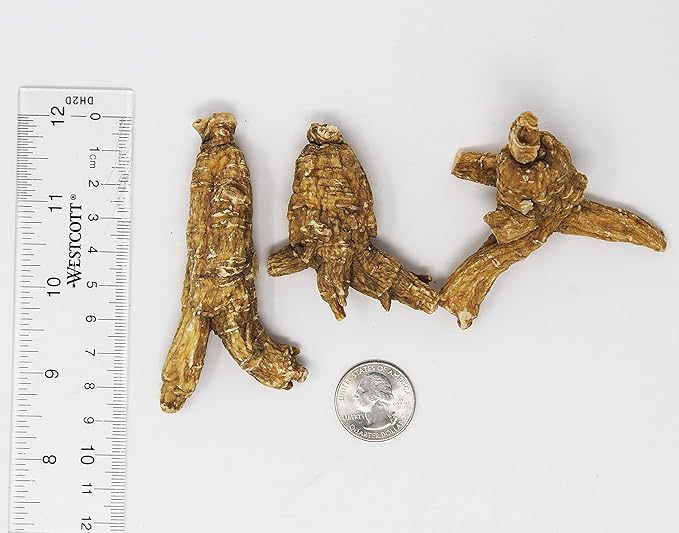 DOL Hand-Selected American Wisconsin Farmed Ginseng Root Medium&Large 美国威斯康辛州 长枝西洋参 花旗参 | Cultivated Wisconsin American Ginseng (Large 8oz/Box)
