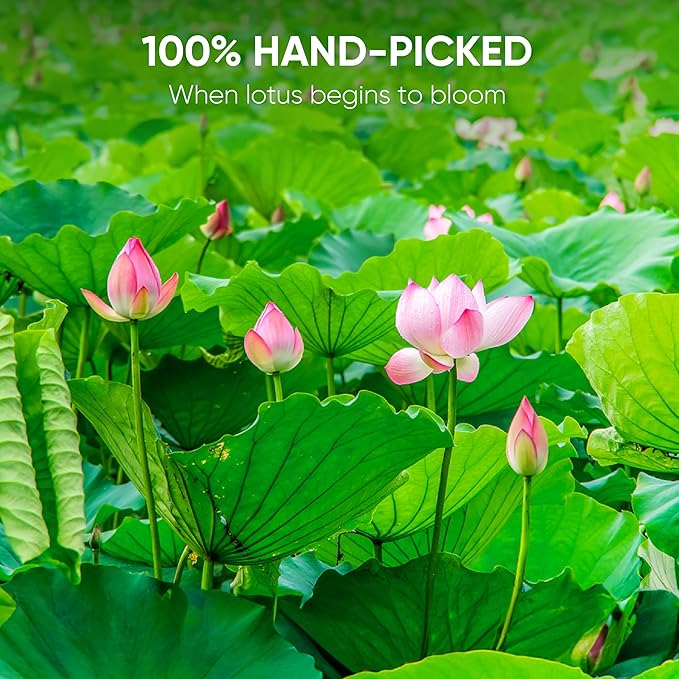 NMPT Dried Lotus Leaf Tea, 100% Hand Pick, Organic Herbal Tea, 50 Tea Bags, Gluten Free, Dairy Free, Sugar Free & 100% Natural, Energy Boost & Health Support