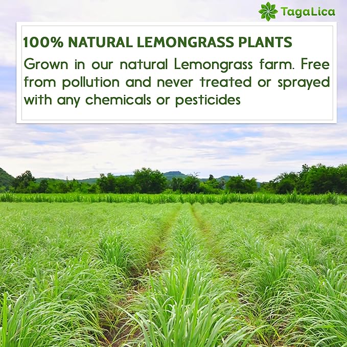 Tagalica, Premium 55 Lemongrass Tea Bags, 100% Natural & Pure Lemongrass leaves, Eco-Conscious Tea Bags, Lemongrass Herbal Tea. Lemongrass Leaf Tea. No Sugar, No Caffeine, No Gluten, Vegan.