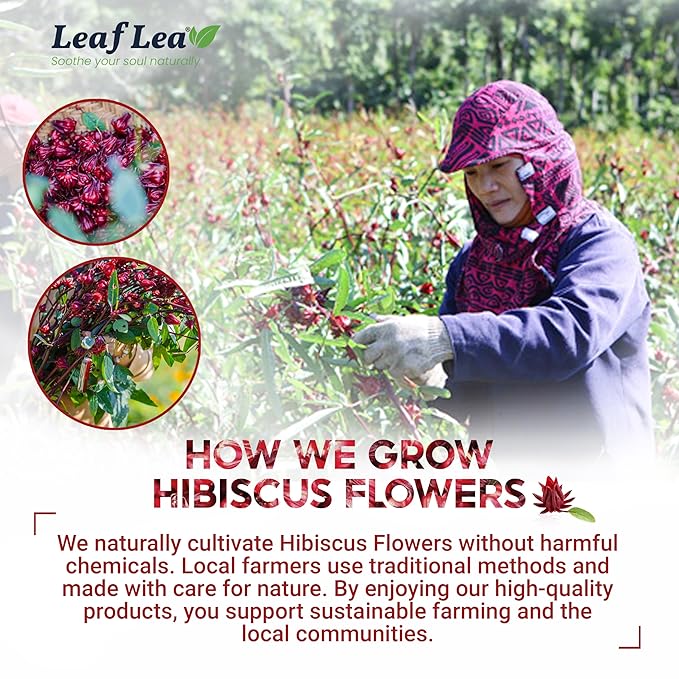 LeafLea Hibiscus Tea Bags – 240 Count, Individually Wrapped, 100% Natural Hibiscus Flower Herbal Tea, Caffeine-Free, Sugar-Free, Non-GMO, Rich in Flavor & Color, Te de Hibisco, Jamaica Tea (Pack of 6)