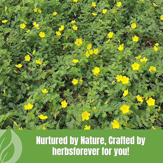 Gokshura Powder | Tribulus Terrestris | Authentic Ayurvedic Herb for Everyday Use | Non-GMO, Vegan, 100% Pure & Natural | 230 GMS Herbal Supplement