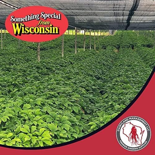 Dairyland American Ginseng Roots 西洋参 - 16 oz Pack of Wisconsin Ginseng Root - Authentic American Ginseng - Non-GMO, Gluten Free Whole Ginseng - Use This Herbal Supplement in Soup, Tea, Congee