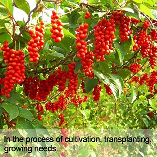 Wananfu Schisandra Berry Dried 4oz, Schizandra Berries for Tea, Wuweizi (北五味子)