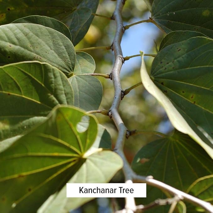 Banyan Botanicals Organic Kanchanar Guggulu Powder – Traditional Ayurvedic Guggulu Formula – Ayurvedic Herbs for Healthy Elimination of Natural Toxins* – ½ lb. – Non-GMO Sustainably Sourced Vegan