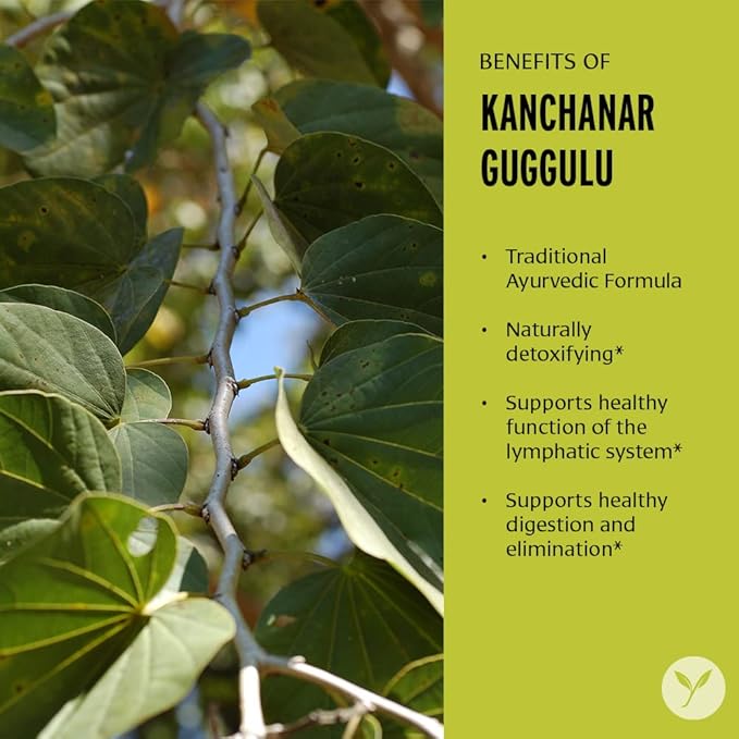 Banyan Botanicals Organic Kanchanar Guggulu Powder – Traditional Ayurvedic Guggulu Formula – Ayurvedic Herbs for Healthy Elimination of Natural Toxins* – ½ lb. – Non-GMO Sustainably Sourced Vegan