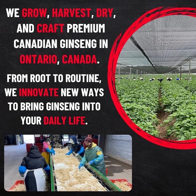 Canadian Ginseng Roots 8 oz - 5 Year Large Jumbo Size - Make Ginseng Soup - Energy | Focus | Immunity