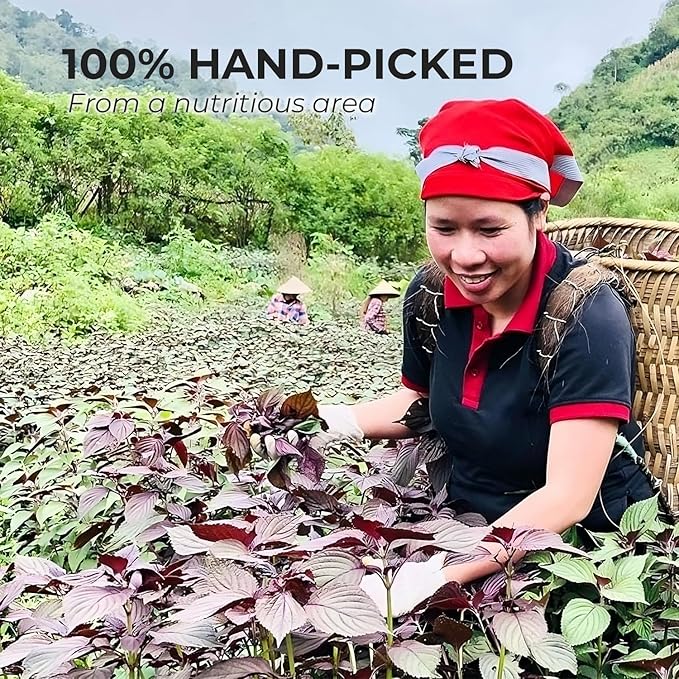 VUONGMART Dried Purple Perilla Tea, Stevia, Lolot, 100% Hand Pick, Organic Herbal Tea, 30 Tea Bags, Gluten Free, Dairy Free, Sugar Free & Natural, Energy Boost & Health Support