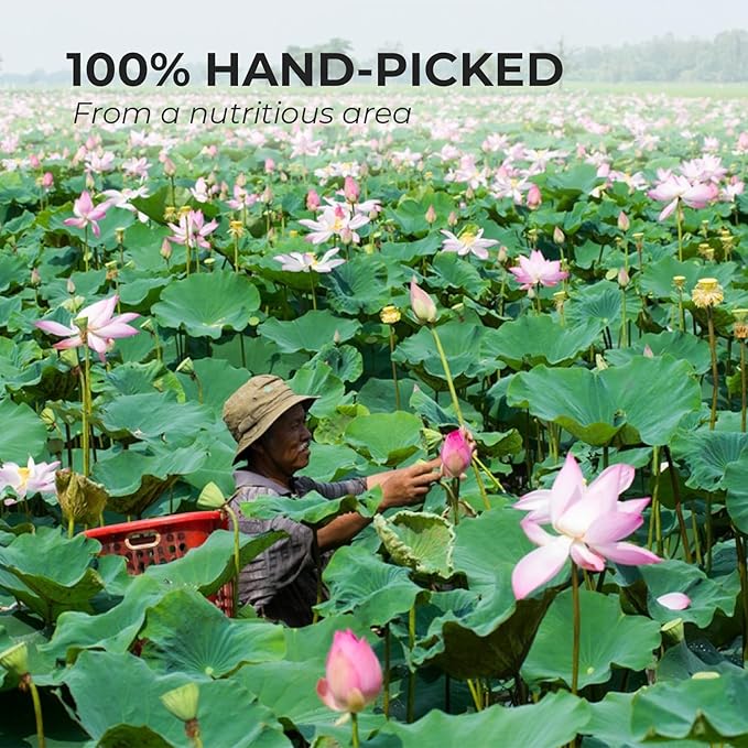 VUONGMART Dried Lotus Leaf Tea, 100% Hand Pick, Stevia, Jiaogulan, Jasmine, Organic Herbal Tea, 30 Tea Bags, Gluten Free, Dairy Free, Sugar Free & Natural, Energy Boost & Health Support