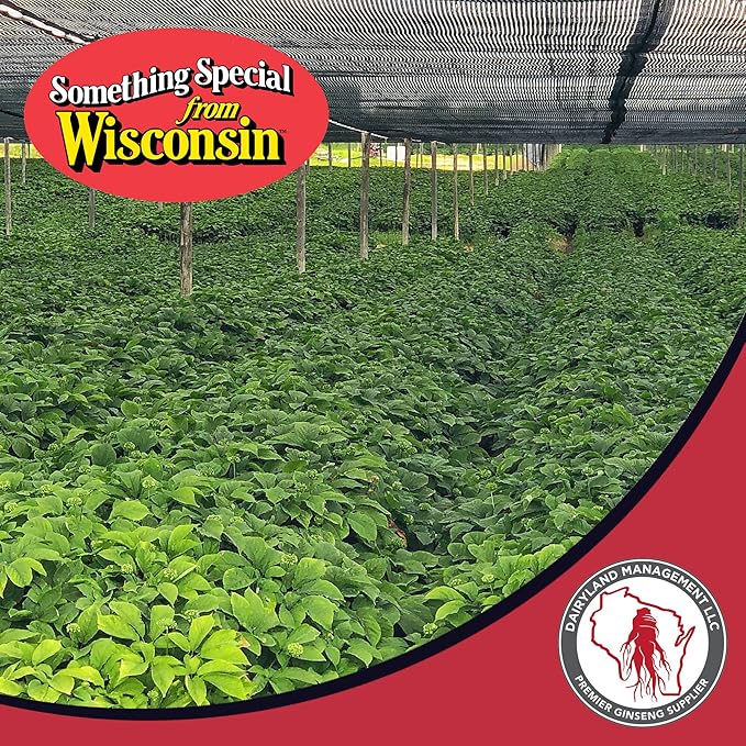 Dairyland Fresh American Ginseng Roots, 8 oz Fresh Wisconsin Ginseng, Direct from The Farmer to The Consumer, Premium Quality Ginseng