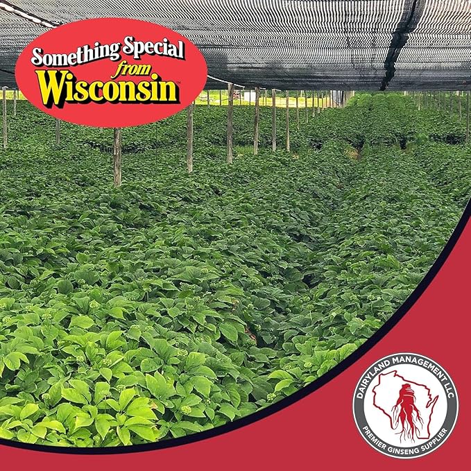 Dairyland American Ginseng Roots 西洋参 - 4 oz Pack of Wisconsin Ginseng Root - Authentic American Ginseng - Non-GMO, Gluten Free Whole Ginseng - Use This Herbal Supplement in Soup, Tea, Congee